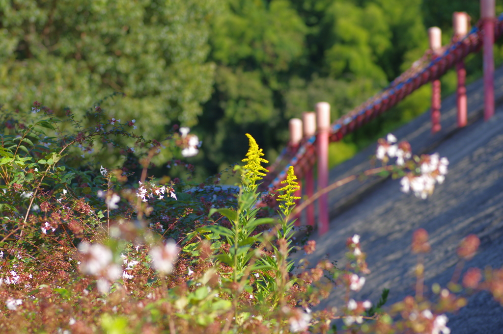 セイタカアワダチソウ