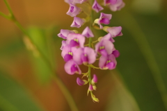 ハーデンベルギア