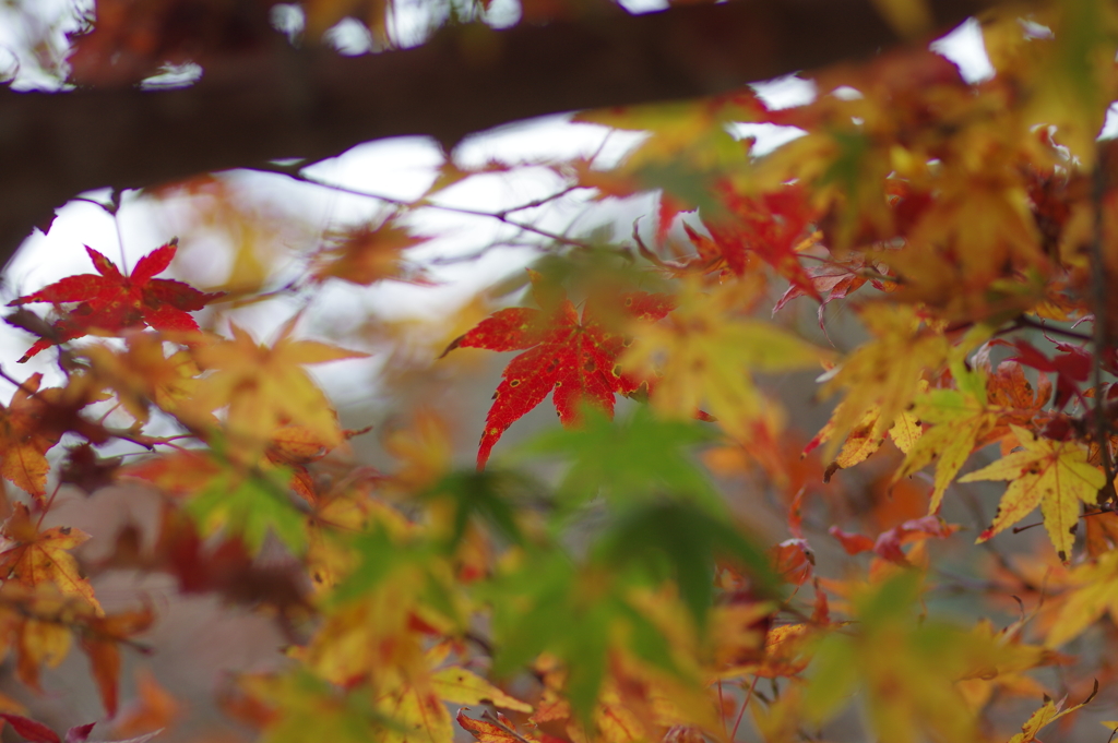 親子で紅葉狩り