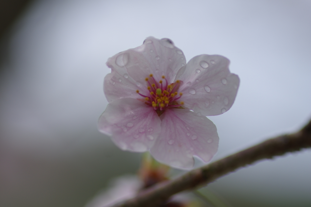 雨上がり一人でお花見