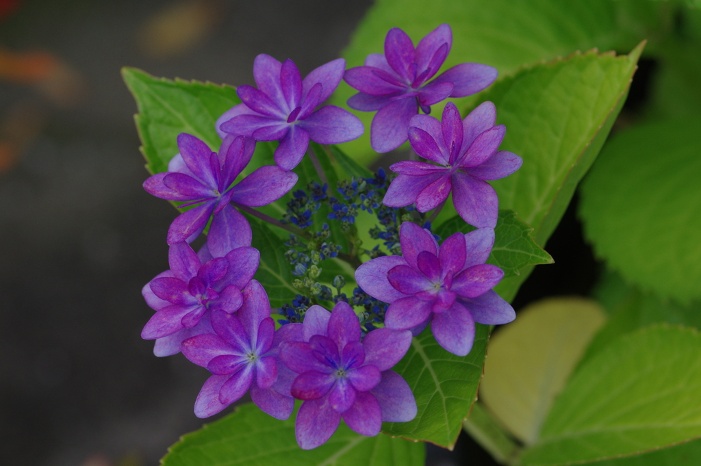 次々開花する紫陽花