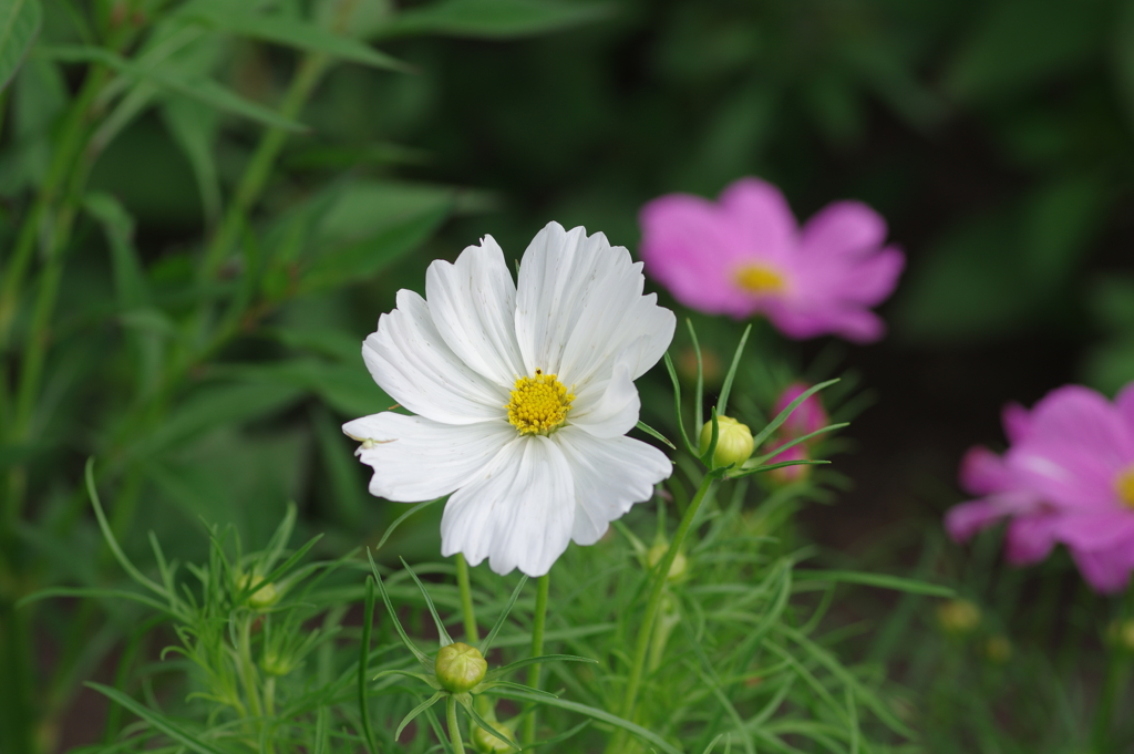 やまぐちフラワーランド