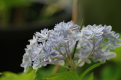 梅雨と紫陽花