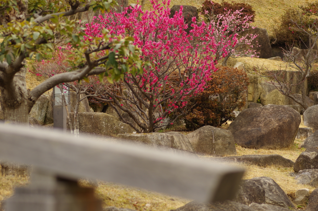 冠梅園