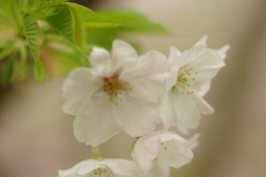 雨上がりお花見2021