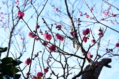 冠梅園