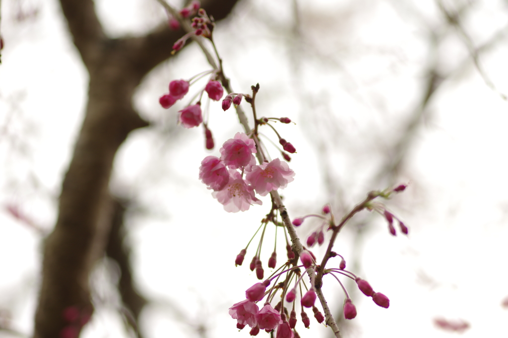 雨上がりお花見2021