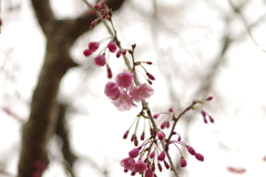 雨上がりお花見2021