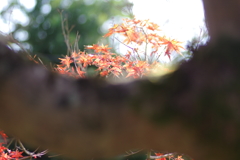 ようやく色づいた庭紅葉