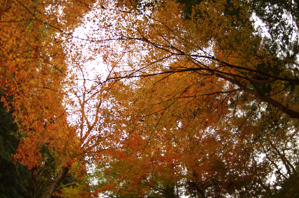 紅葉狩り２０２１