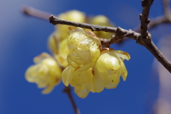 蝋梅もマクロで