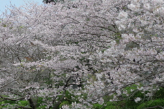 雨上がり一人でお花見