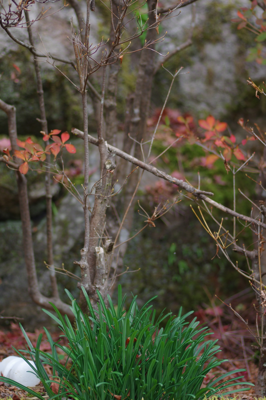 親子で紅葉狩り