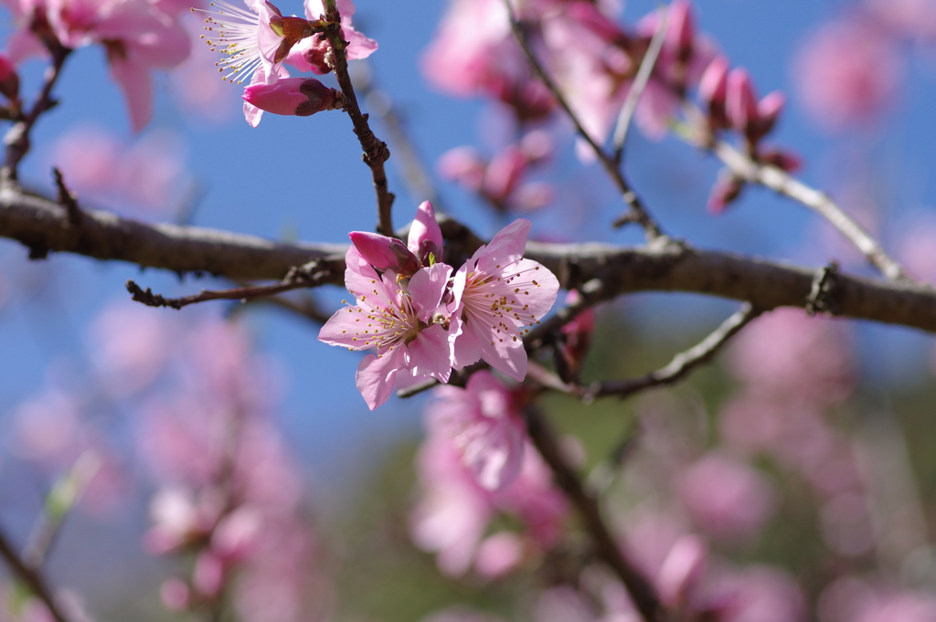 いつもの花見スポットで