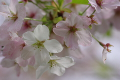 続花見は写真で