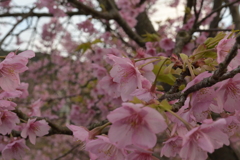 河津桜