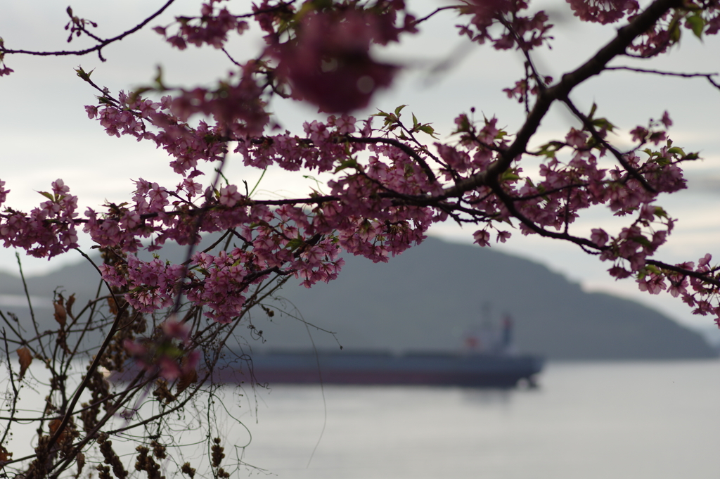 家族で河津桜