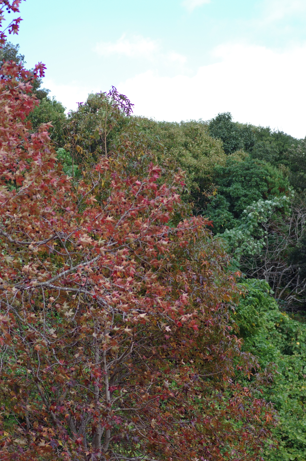 今年の紅葉は足が速い