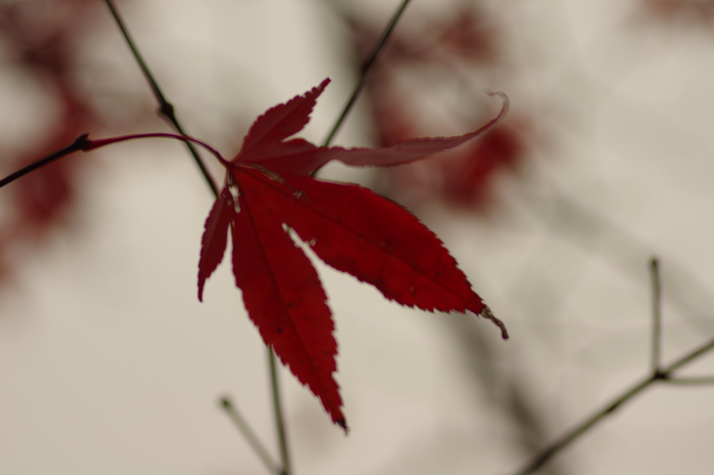 紅葉狩り２０２１