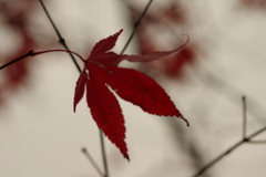 紅葉狩り２０２１