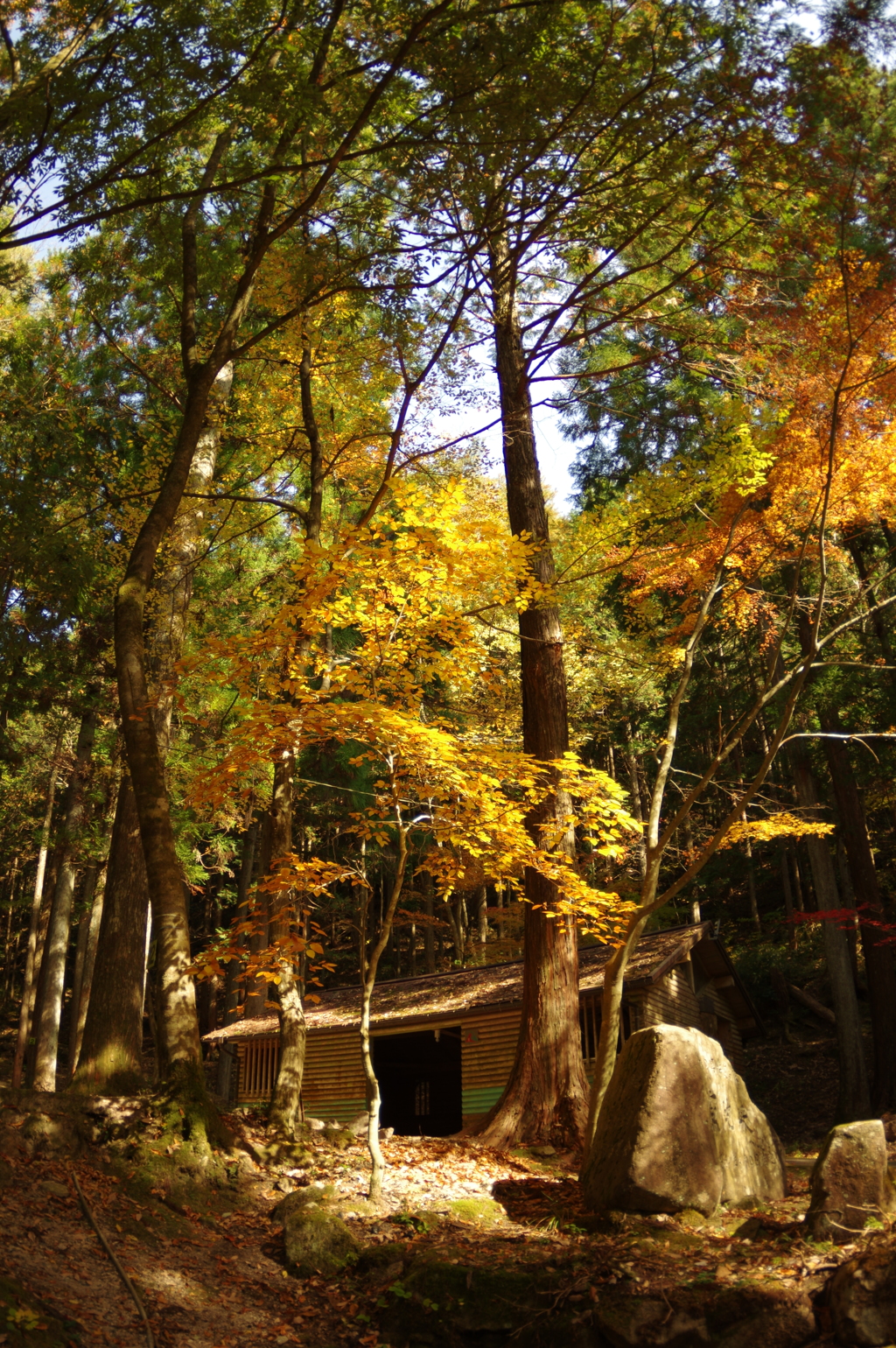 紅葉狩り