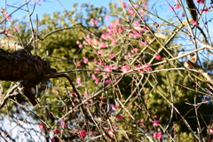 冠梅園