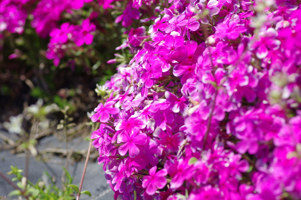 大道理の芝桜