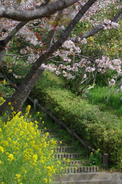 今年の桜は見頃が撮れず