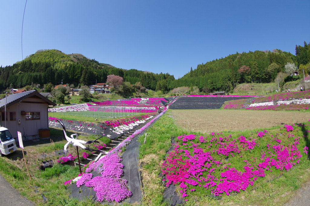 大道理の芝桜