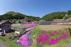 大道理の芝桜