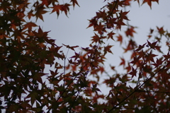 陰影撮り