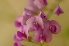 ハーデンベルギア