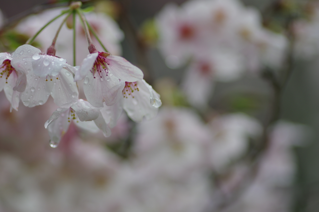 雨上がり一人でお花見