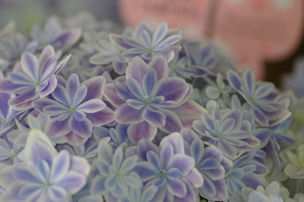 母の日のプレゼント