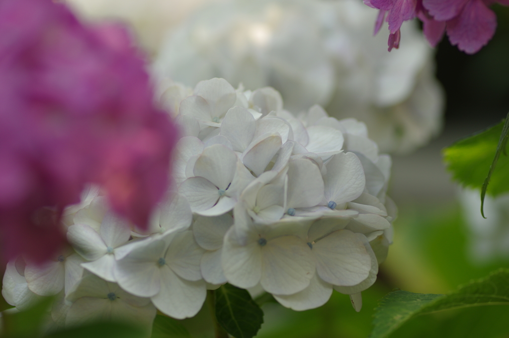 庭紫陽花