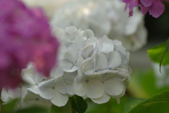 庭紫陽花