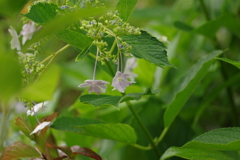 梅雨と紫陽花