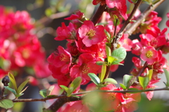ひっそりと咲いていた木瓜の花