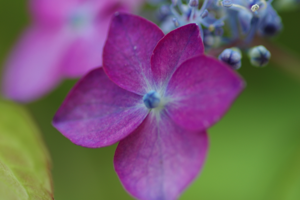 紫陽花