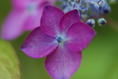 紫陽花