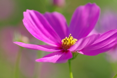 秋桜