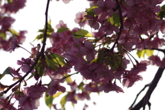 河津桜