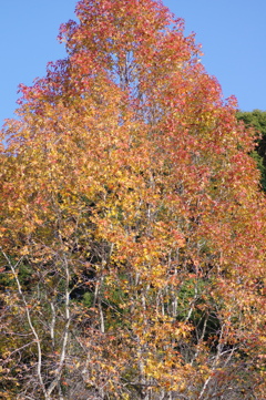 伊藤公記念公園の紅葉
