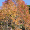 伊藤公記念公園の紅葉