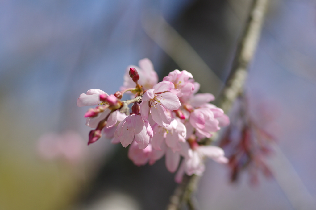 いつもの花見スポットで