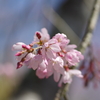 いつもの花見スポットで