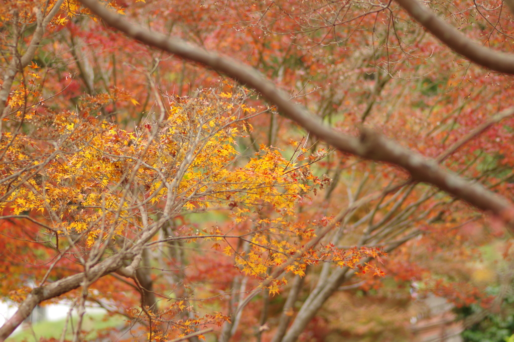 親子で紅葉狩り