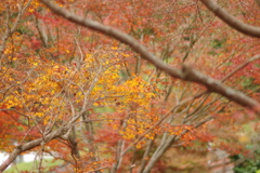 親子で紅葉狩り