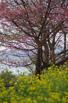 家族で河津桜