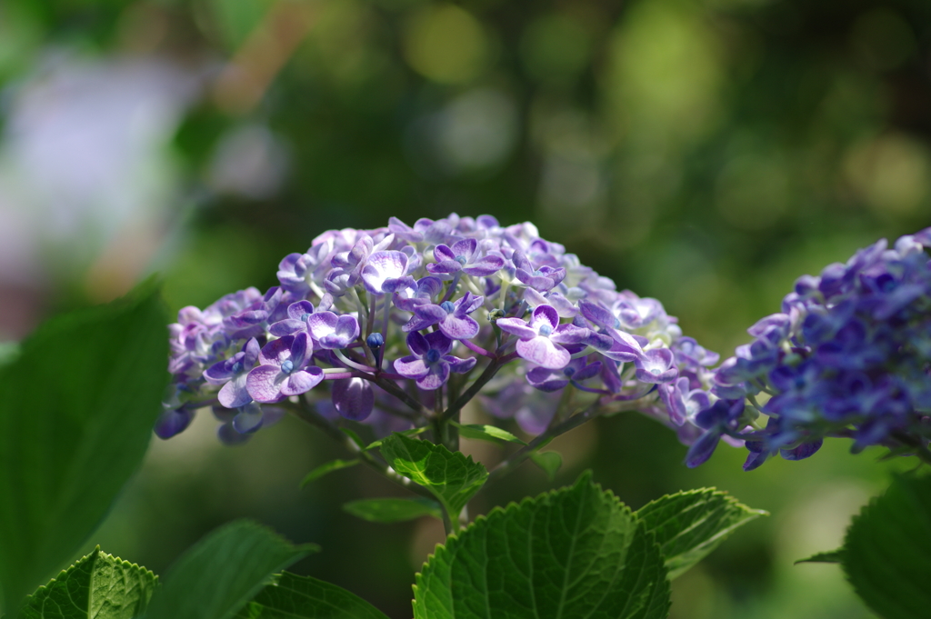 紫陽花